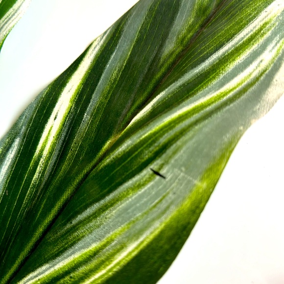 Faux Tropical Greenery stem - Picture 8 of 9